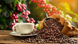 Qual a diferença entre café gourmet, superior e tradicional?